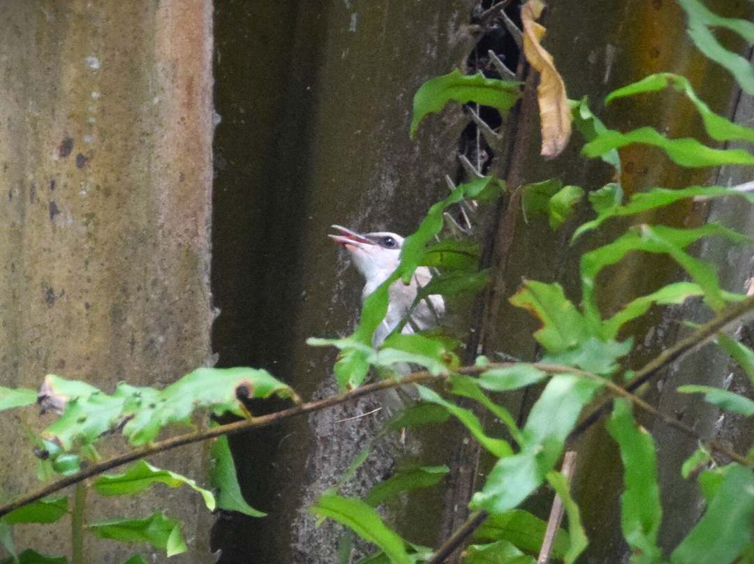 Sarawak Orchid Garden-古晋必去景点