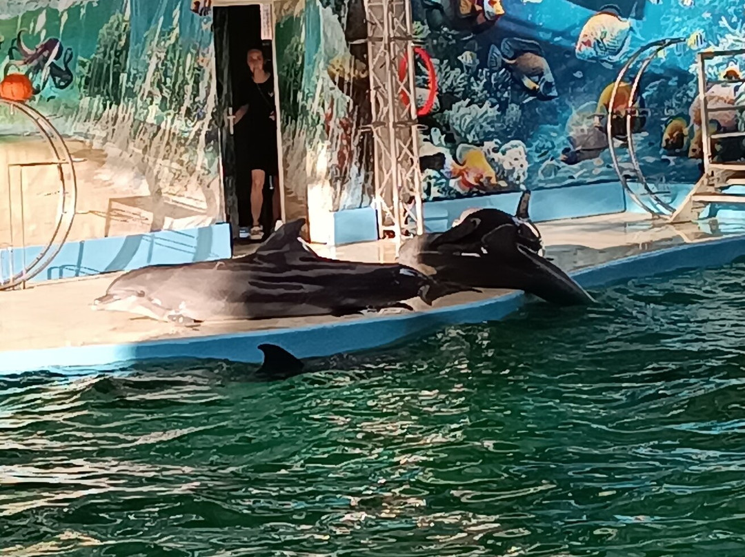 Anapa Dolphinarium (Nemo)景点图片