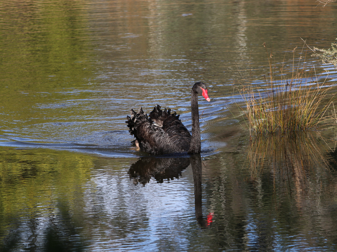 Tidbinbilla Nature Reserve景点图片