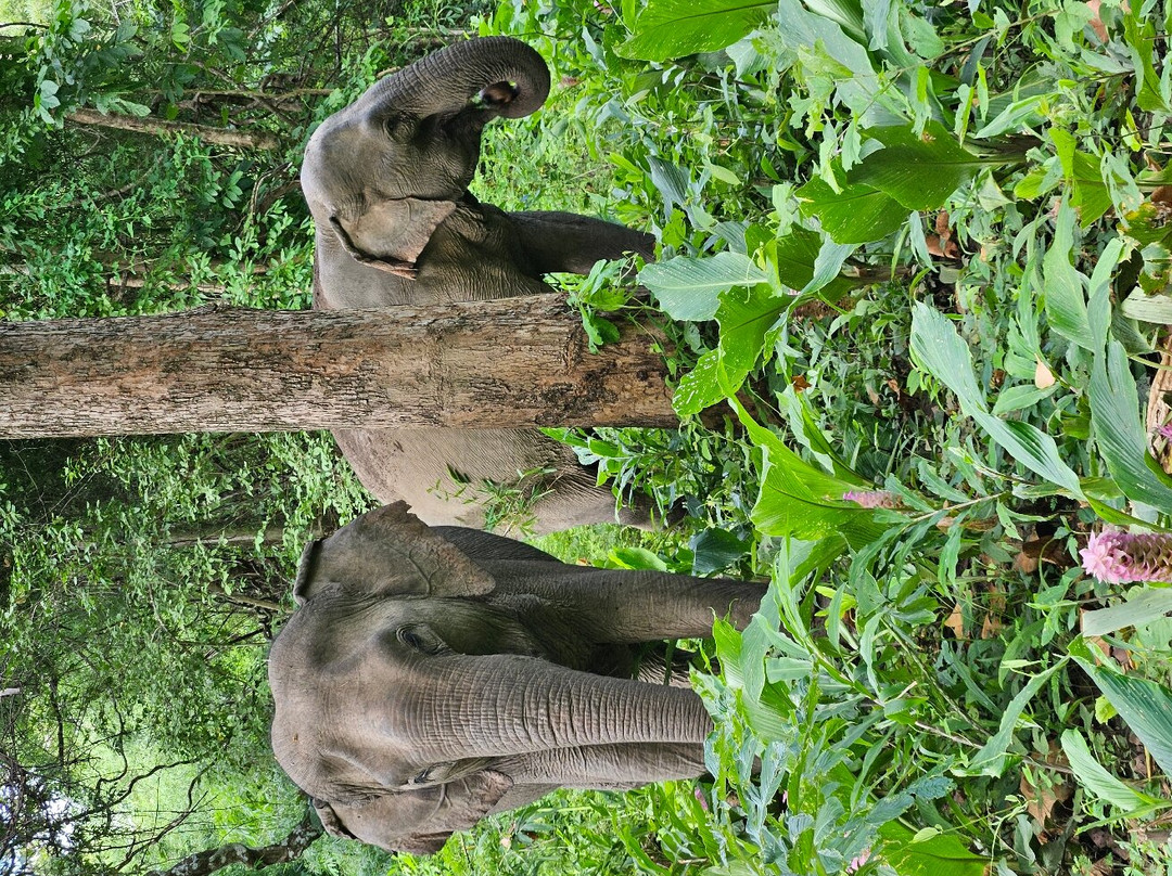 Yok Don National Park-Ea Huar必去景点