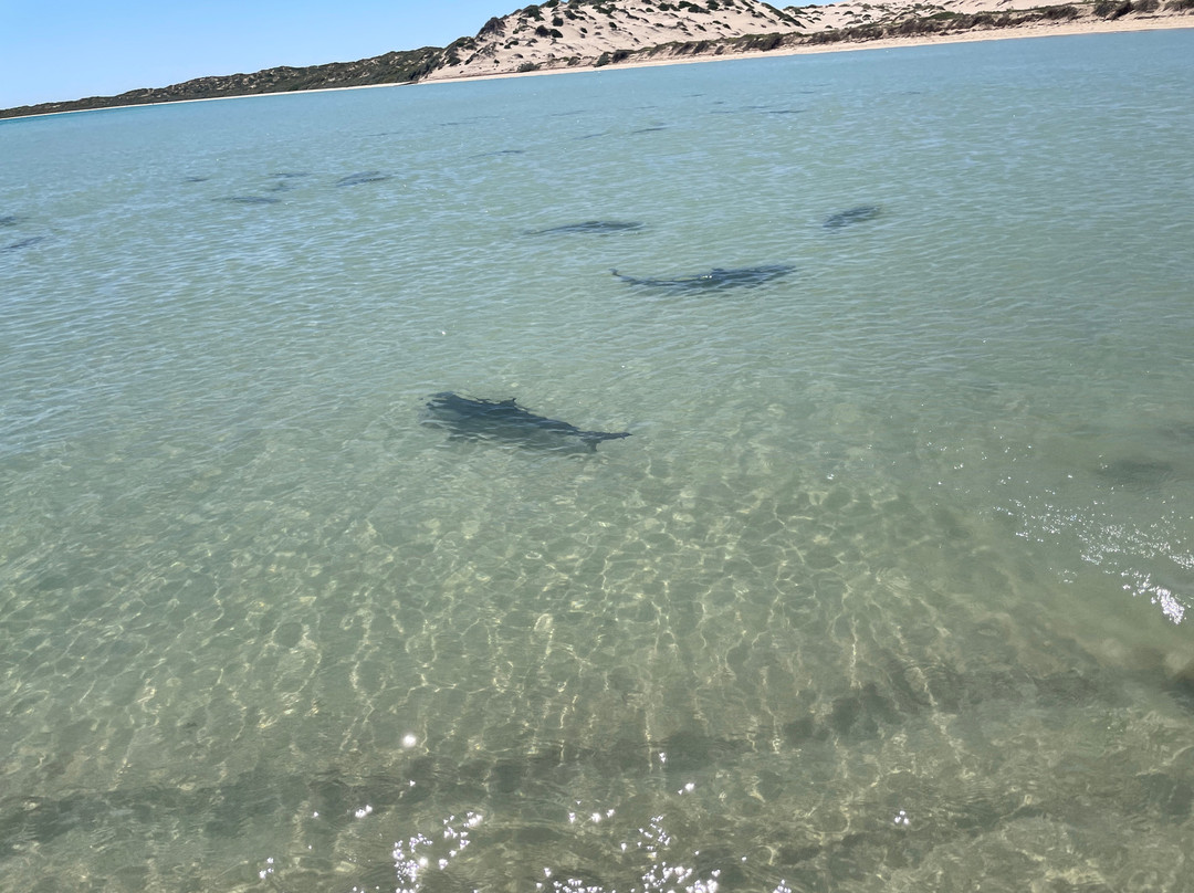 The Coral Bay Shark Nursery-珊瑚湾必去景点