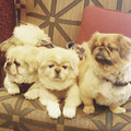 3Pekes