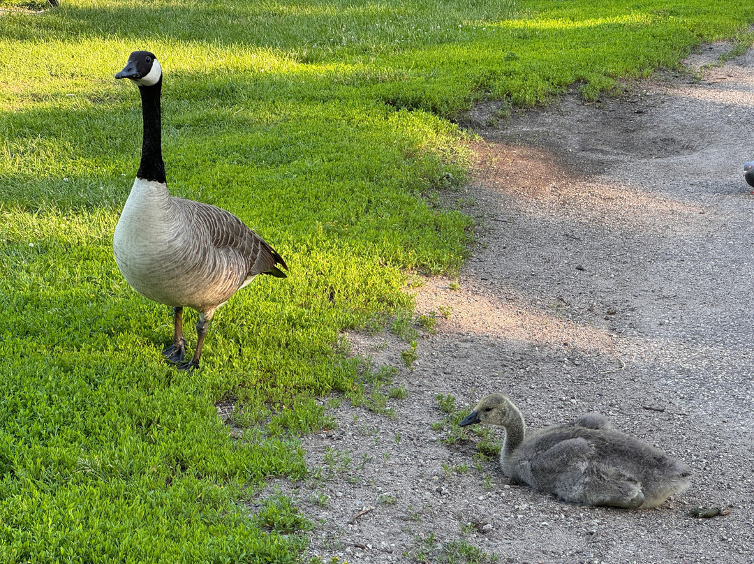 Loring Park-明尼阿波利斯必去景点