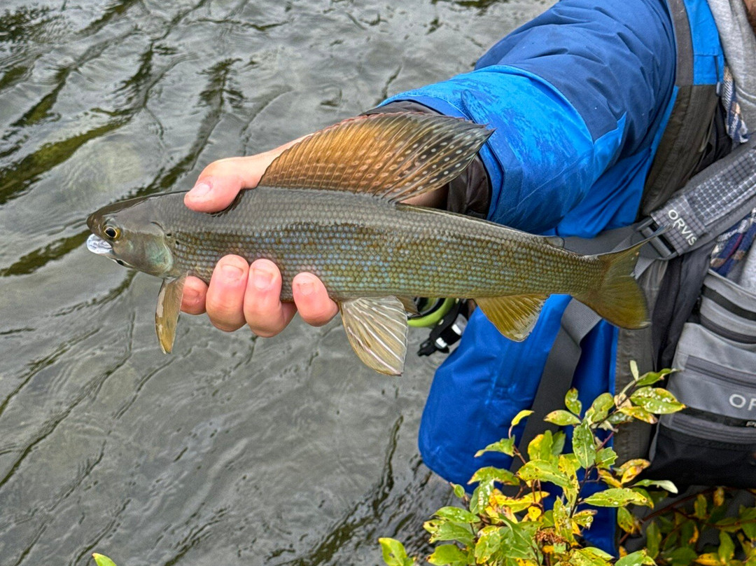Denali Fly Fishing Guides景点图片