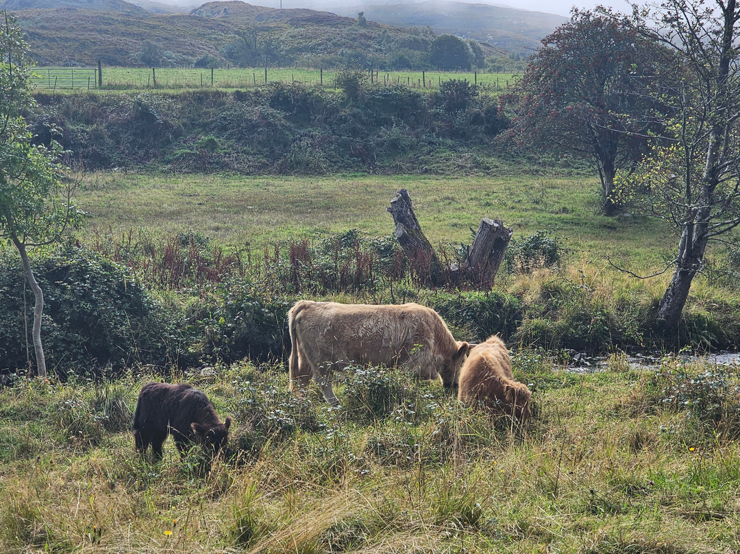 Highland cow tours景点图片