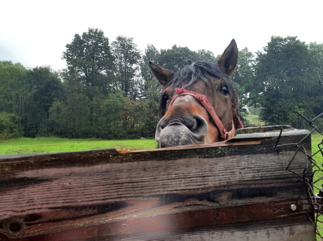 Gorska Lesniczowka主图