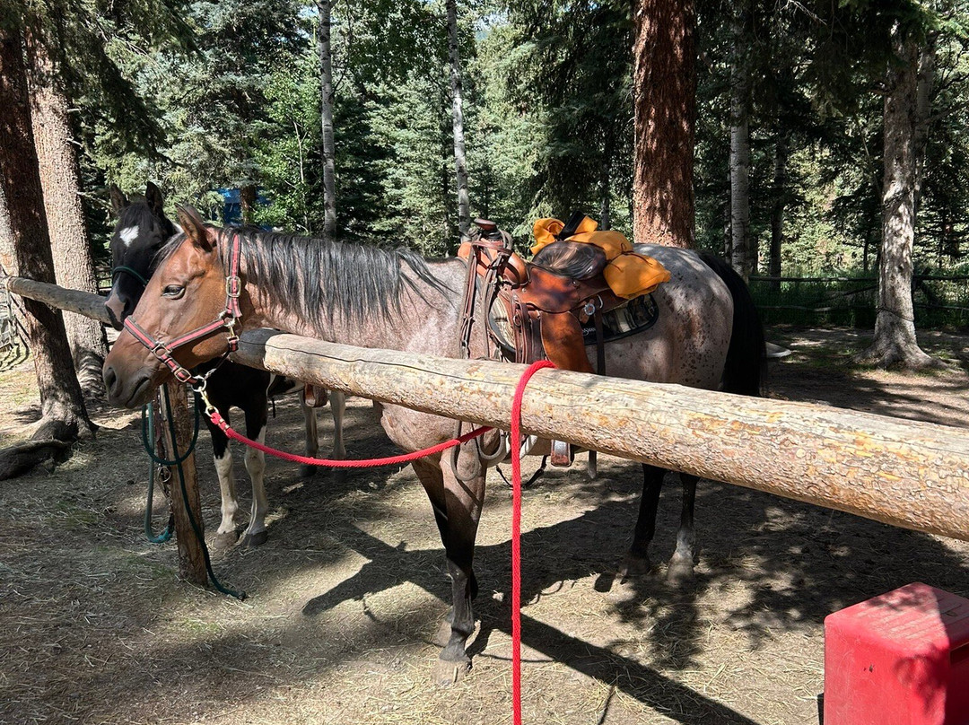 Bear Mountain Stables-Conifer必去景点