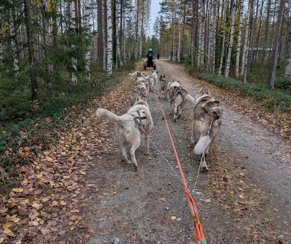 Arctic Borealis Huskies-Ranua必去景点