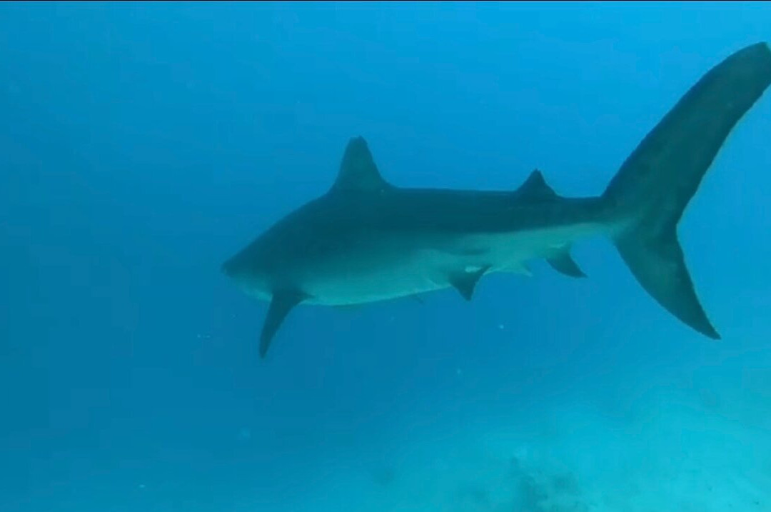 Scuba Shark Fuvahmulah景点图片