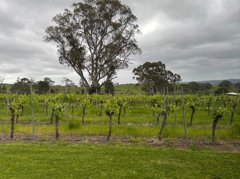 Adelaide Sightseeing-阿德莱德必去景点