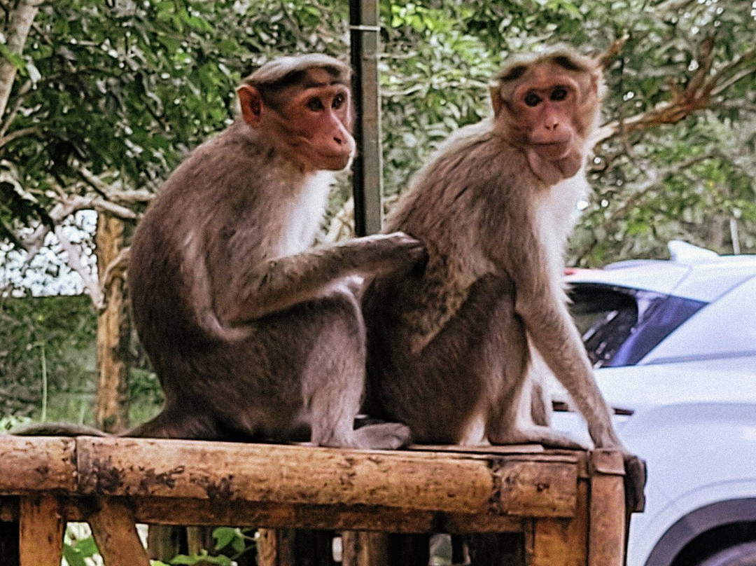 Parambikulam Dam-Palakkad必去景点