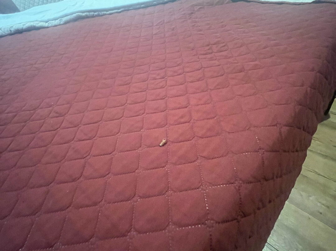 Americas Best Value Inn Corona主图