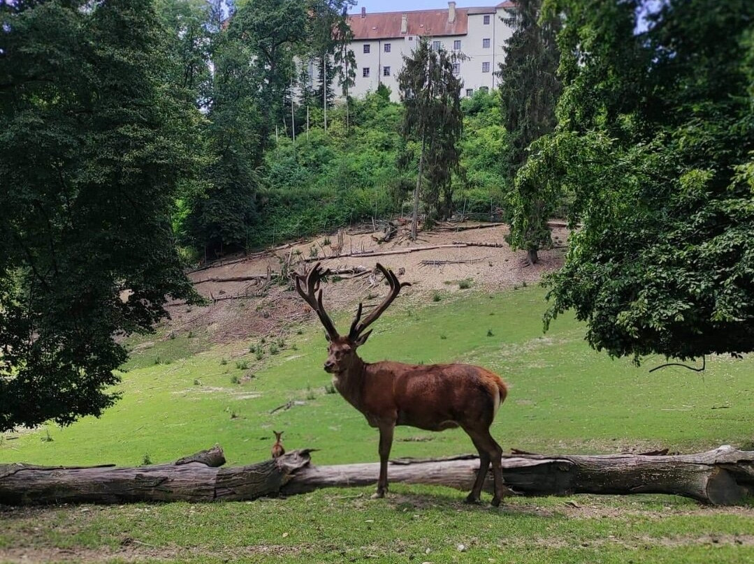 Wildpark Schloss Ortenburg-Ortenburg必去景点