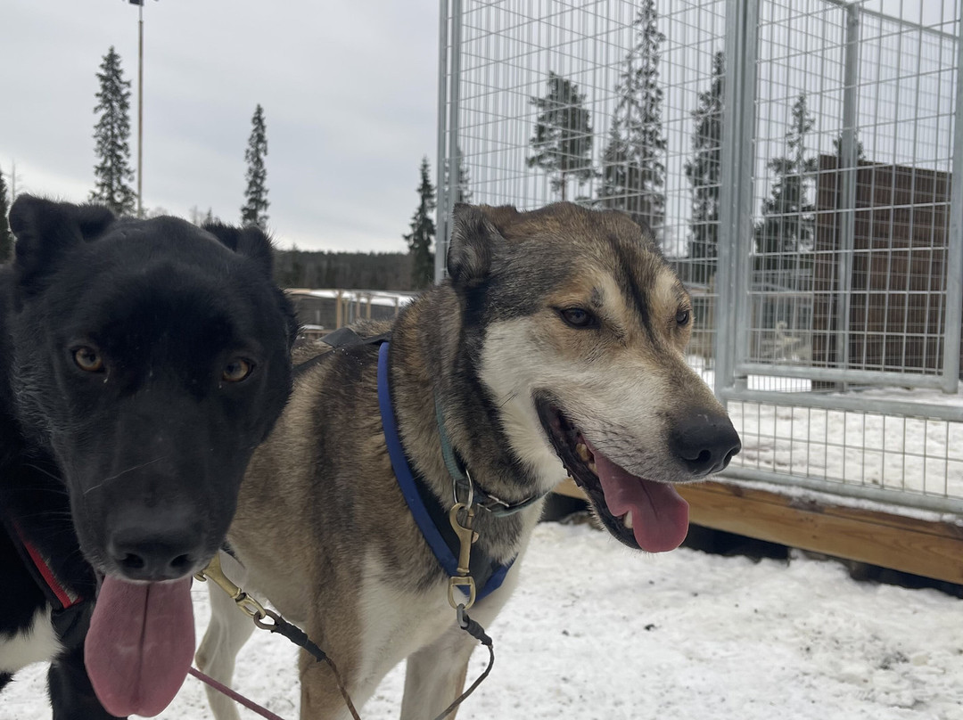 All Huskies-Kittilä必去景点