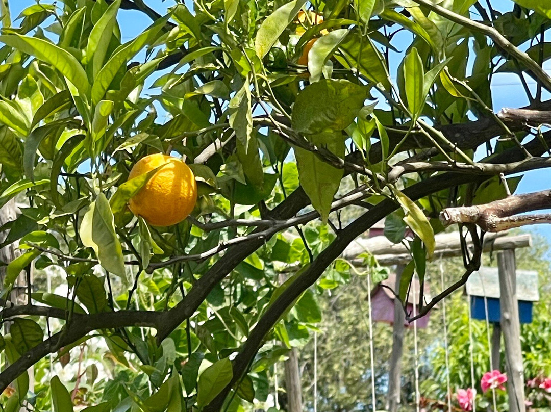 Gemoedsrus Farm主图