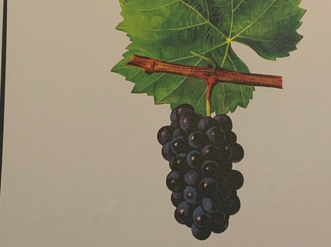 Musée Du Vin Et Du Négoce-波尔多必去景点