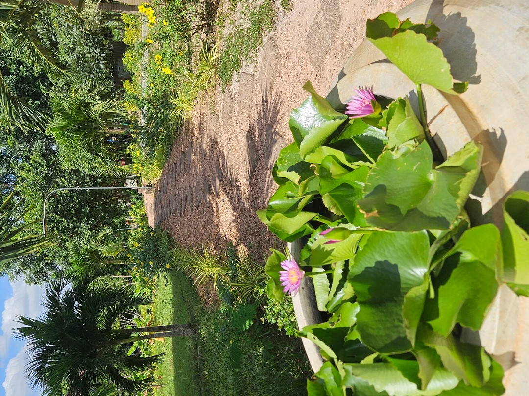 胡椒种植园-贡布必去景点