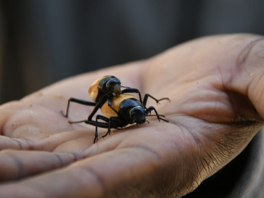 Wilderness Serra Cafema主图