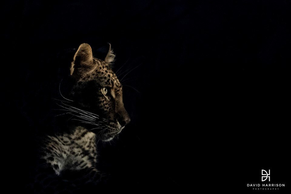 Wild Eye景点图片