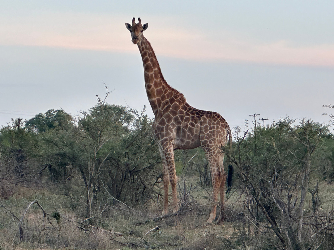 Mutsami Private Bush Lodge主图