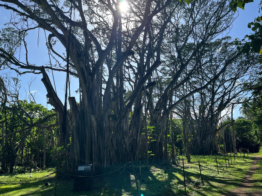 "Lost" Banyan Tree