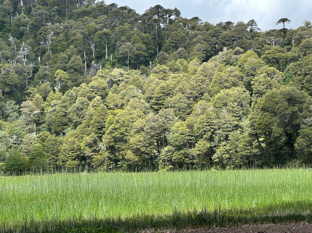 Santuario el Cañi-普孔必去景点