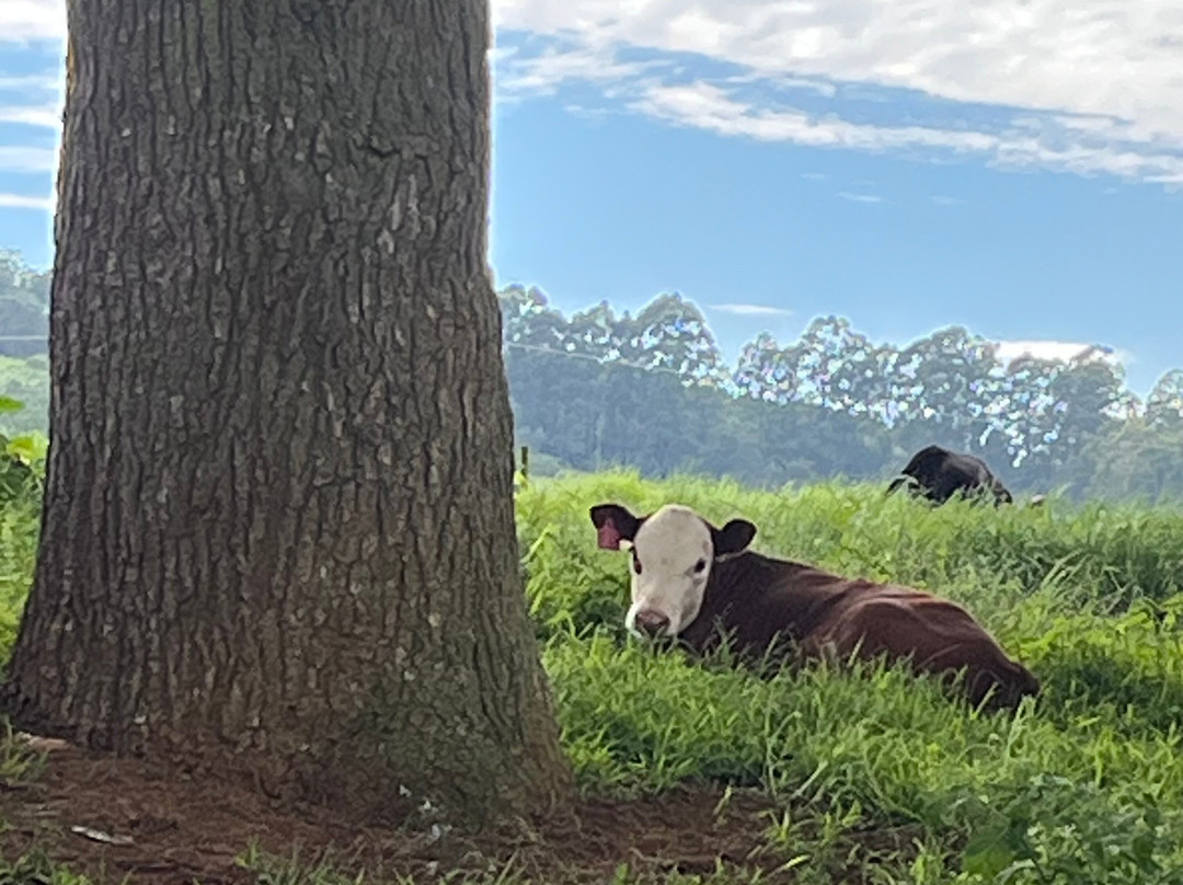 Springvale Farm Cottages主图