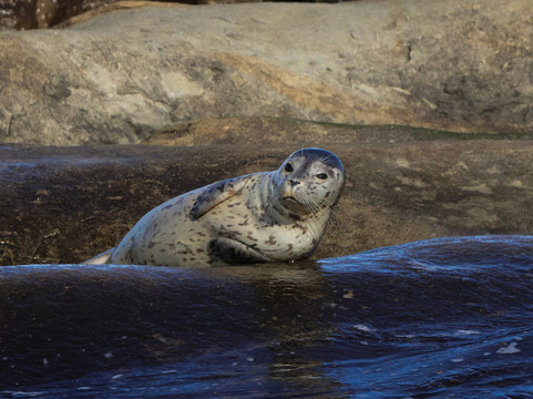 Sea Vancouver-温哥华必去景点