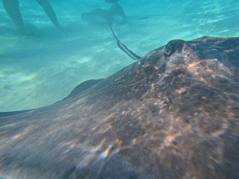 Capt. Marvin’s Watersports Ltd-乔治城必去景点