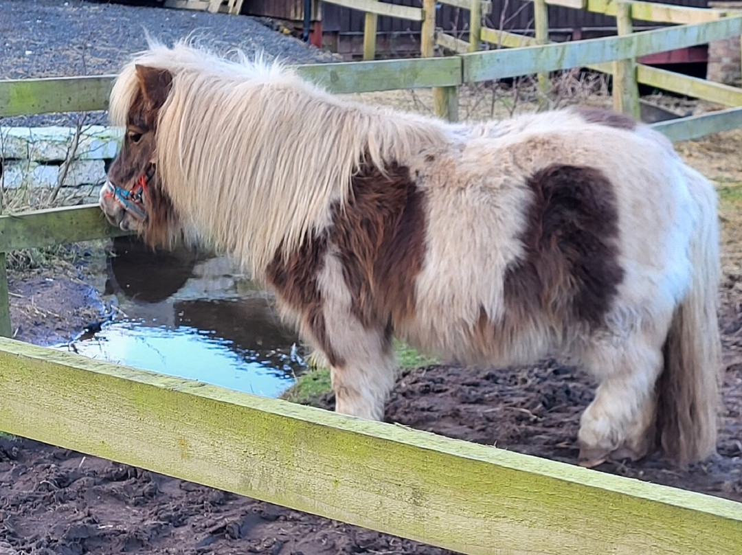 Cotebrook Shire Horse Centre-Cotebrook必去景点