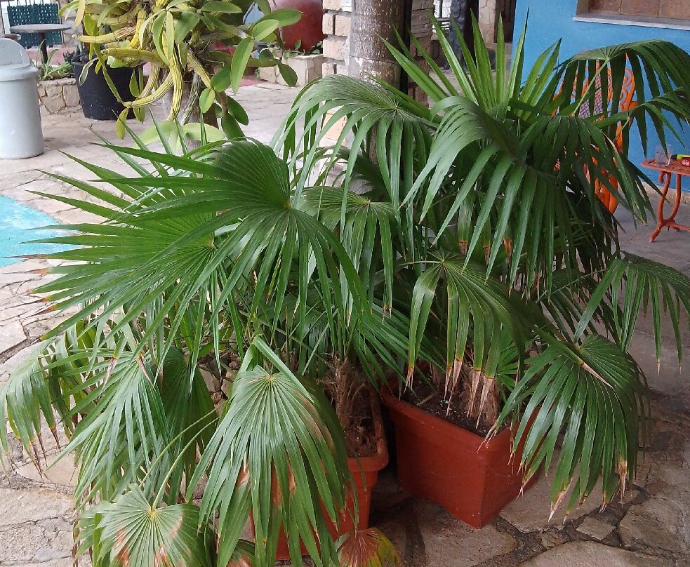 Casa Valido y Surami主图