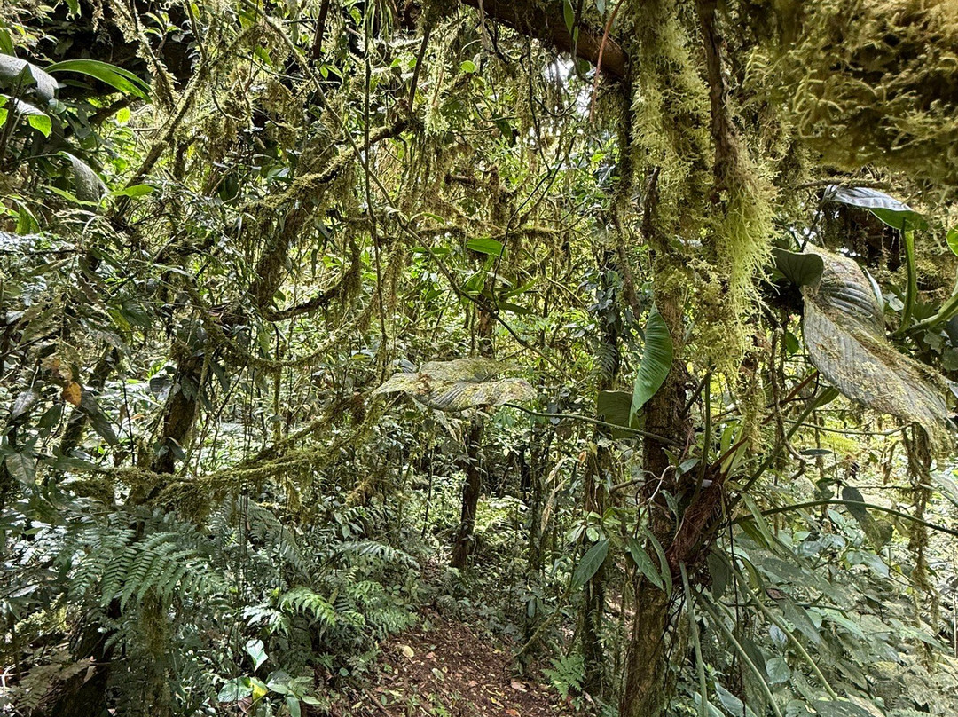 Kindred Spirit Cloud Forest景点图片