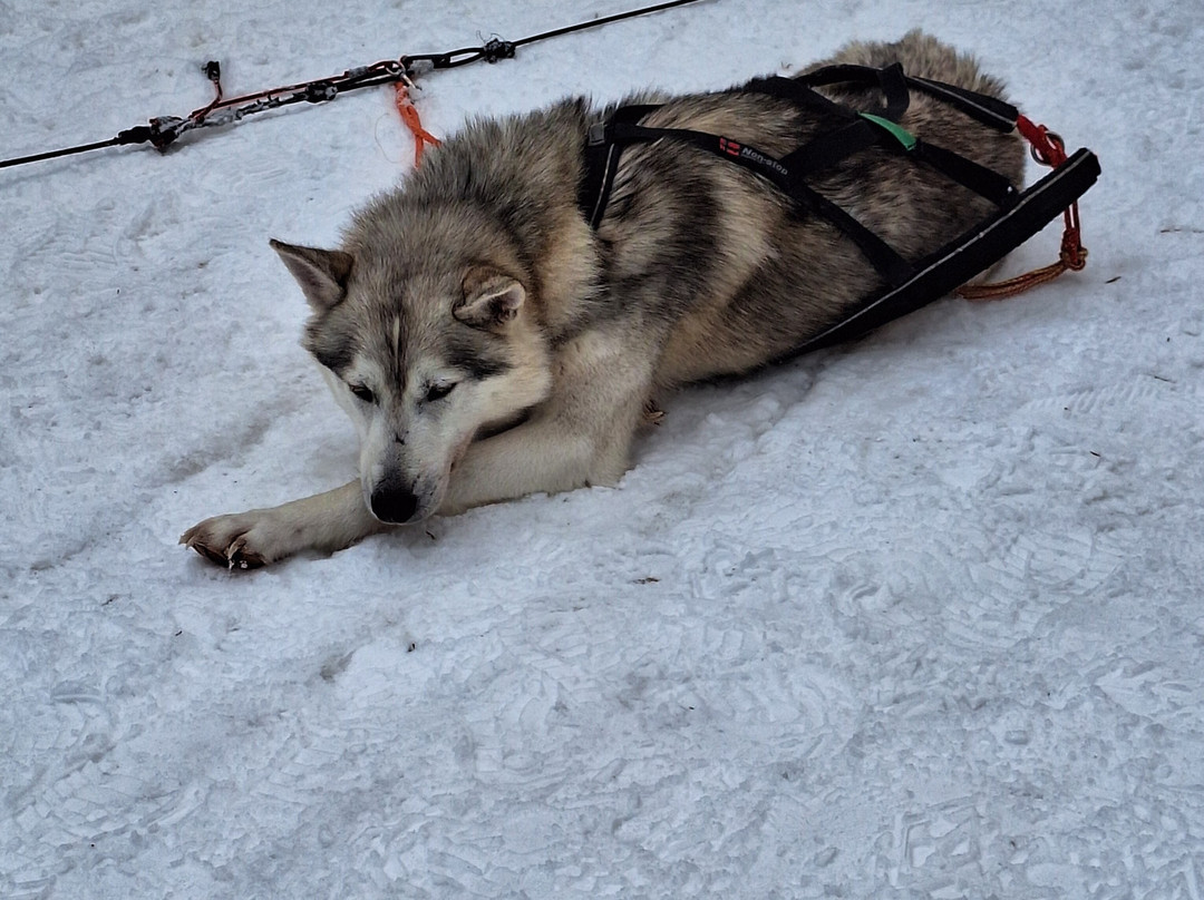 Tundra Huskies Huskyfarm-Levi必去景点