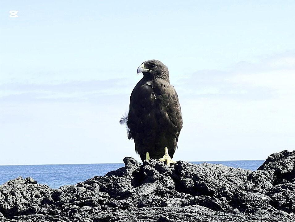 Punta Suarez-Espanola必去景点