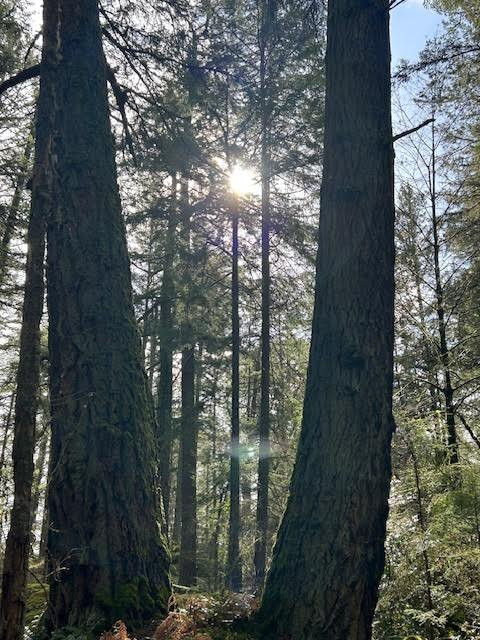 Francis King Regional Park景点图片