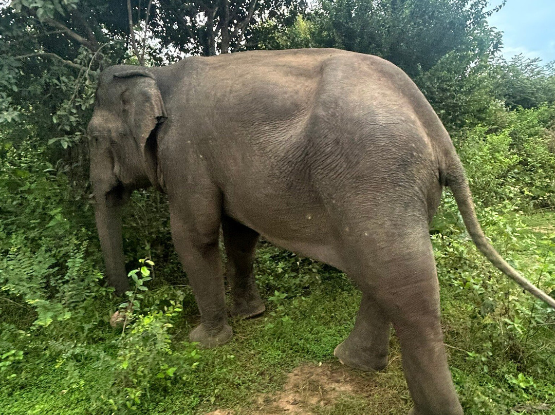 Niluka Safari景点图片