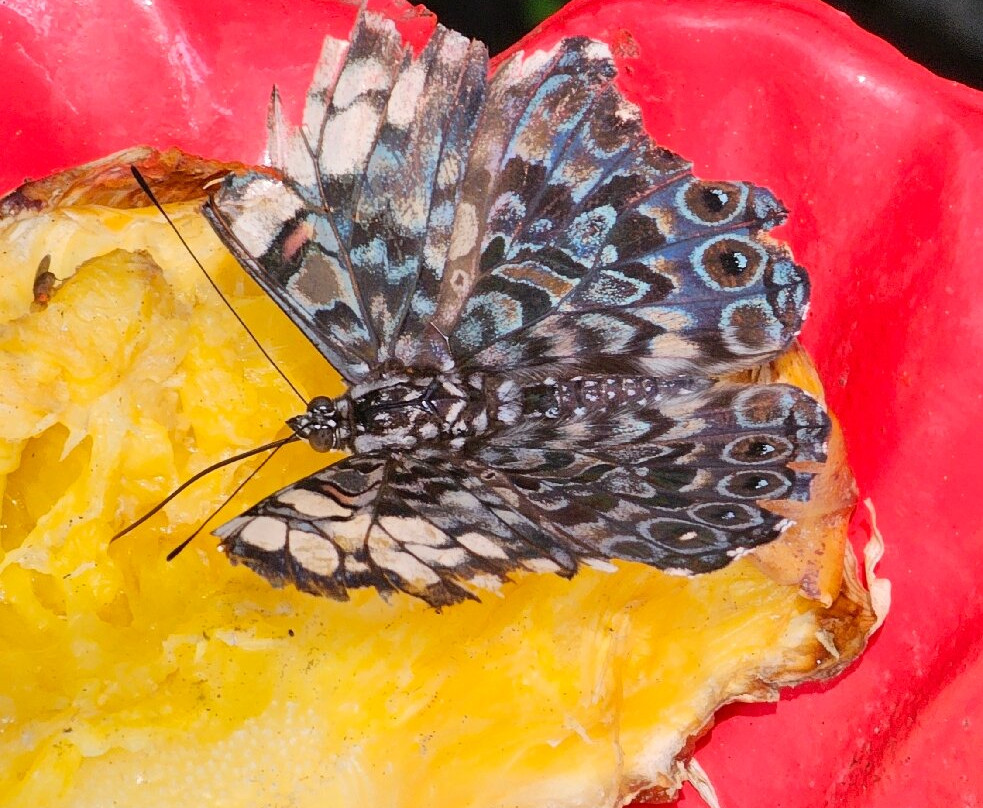 Boquete Bees and Butterflies景点图片