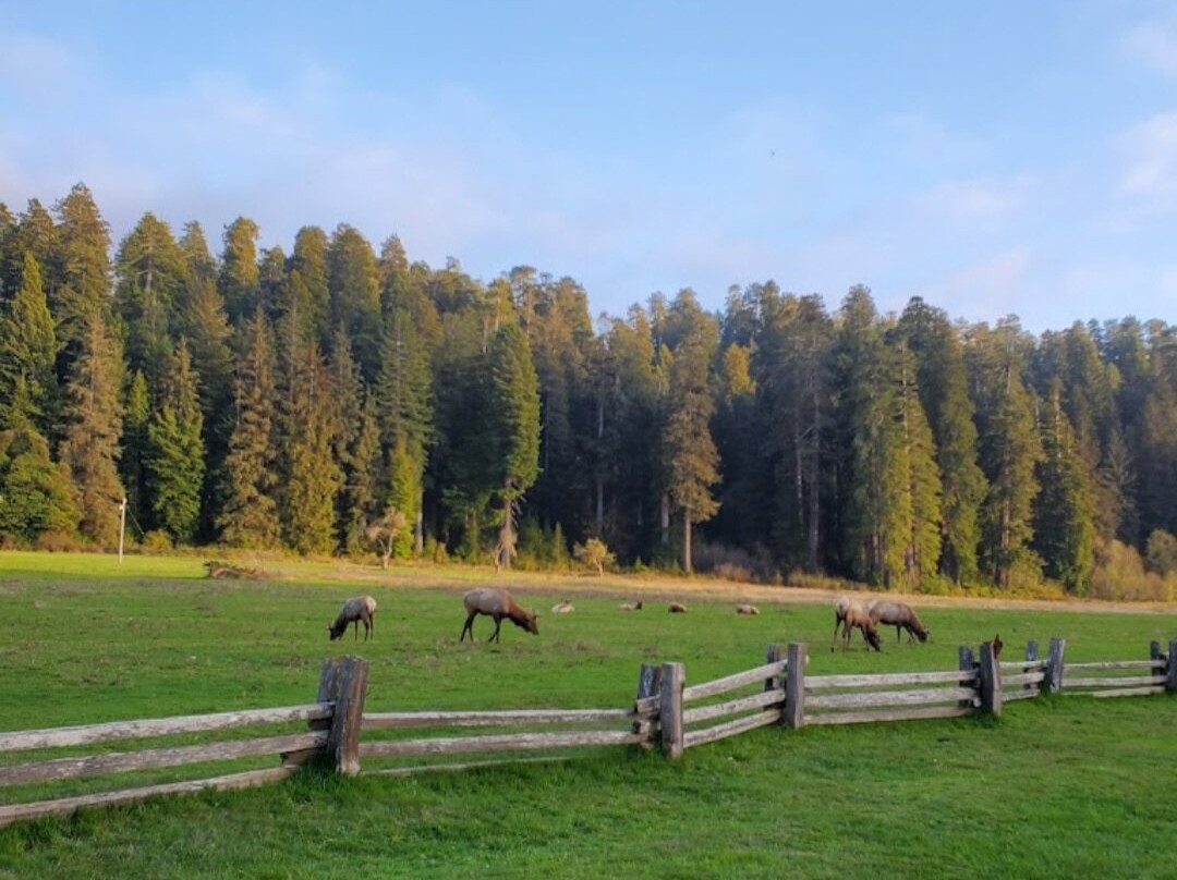 Redwood National and State Parks景点图片