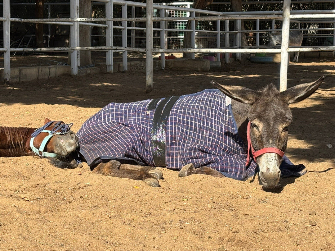 ACE - Animal Care in Egypt-卢克索必去景点