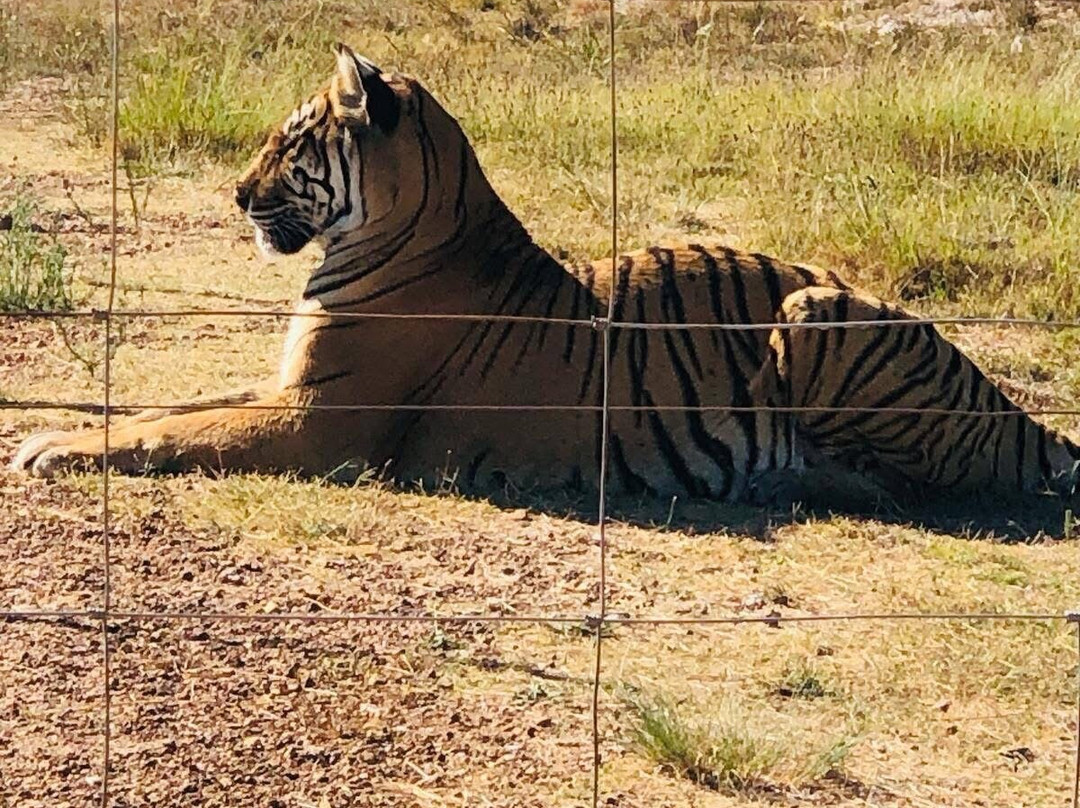 Drakenstein Lion Park-西开普必去景点