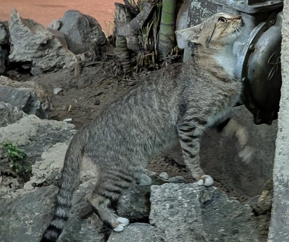 TML One Love Bar-Holetown必去景点