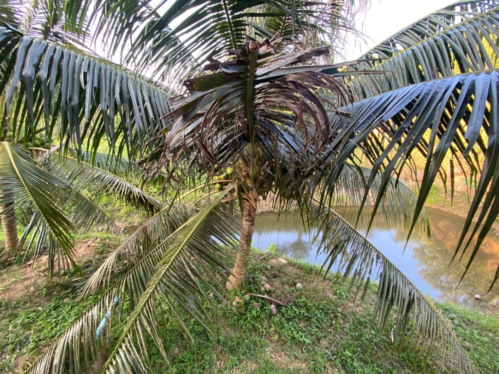 Green Mountain Resort Koh Yao-官方