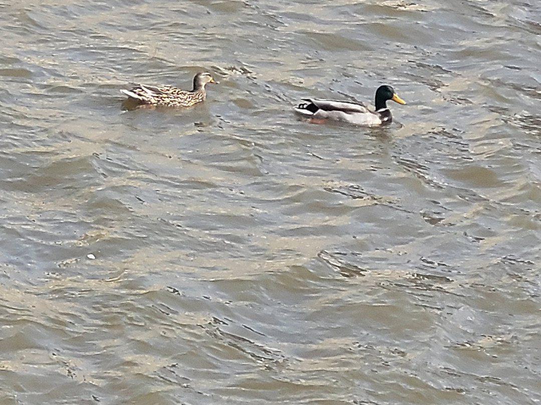 Cobblestone Hotel & Suites - Janesville主图