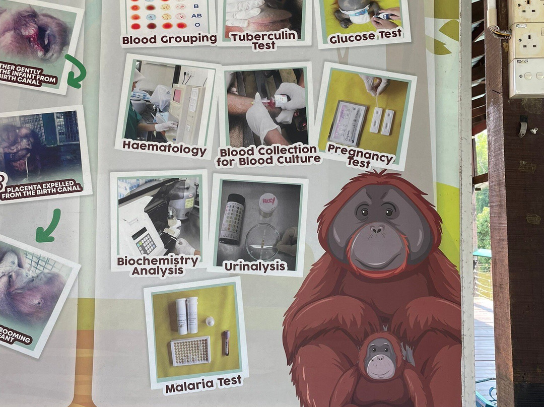 Bukit Merah Orang Utan Island Foundation-新芒魏必去景点