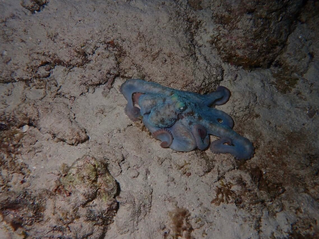 Trunkdivers-库拉索必去景点