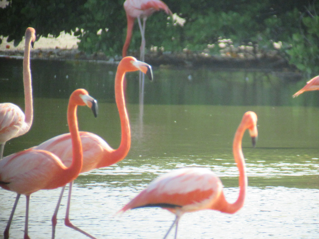 Birdwatching with Paulino Lopez Delgado-Cayo Coco必去景点