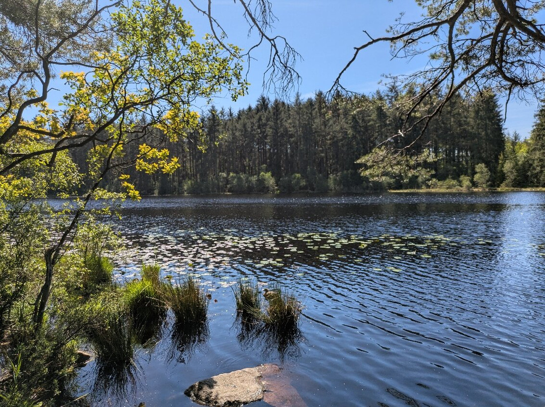 Dalbeattie Forest Town Wood-Dalbeattie必去景点