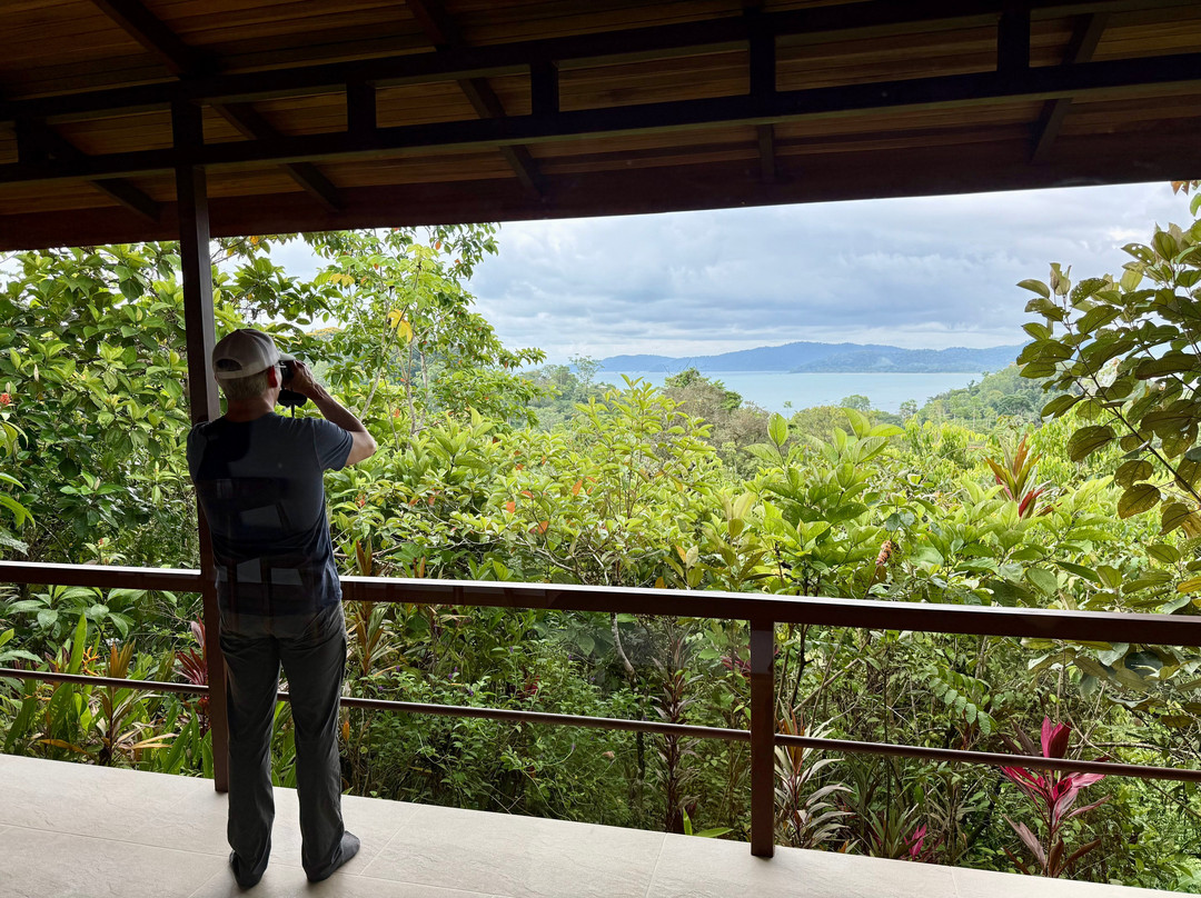 Drake Bay Greenleaf主图