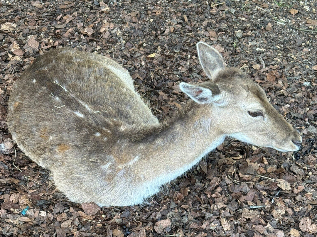 New Forest Wildlife Park景点图片