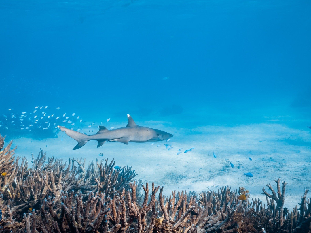 Ningaloo Reef Whale Sharks-珊瑚湾必去景点